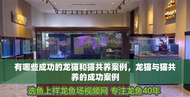 有哪些成功的龍貓和貓共養(yǎng)案例，龍貓與貓共養(yǎng)的成功案例