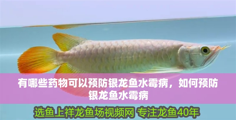 有哪些藥物可以預防銀龍魚水霉病，如何預防銀龍魚水霉病