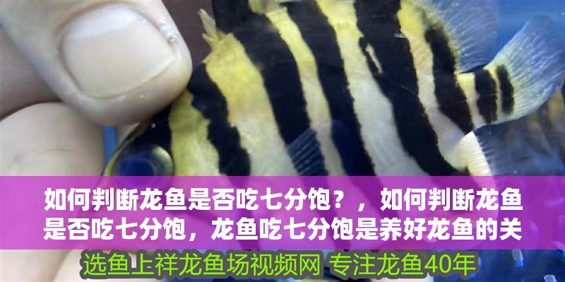 如何判斷龍魚是否吃七分飽？，如何判斷龍魚是否吃七分飽，龍魚吃七分飽是養(yǎng)好龍魚的關(guān)鍵之一