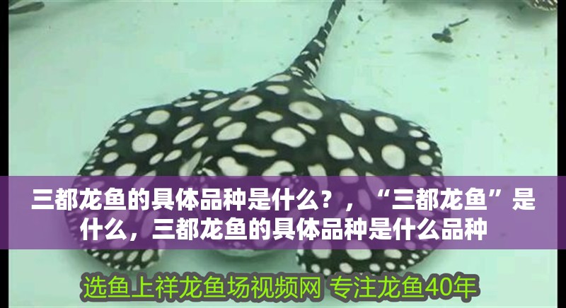三都龍魚的具體品種是什么？，“三都龍魚”是什么，三都龍魚的具體品種是什么品種