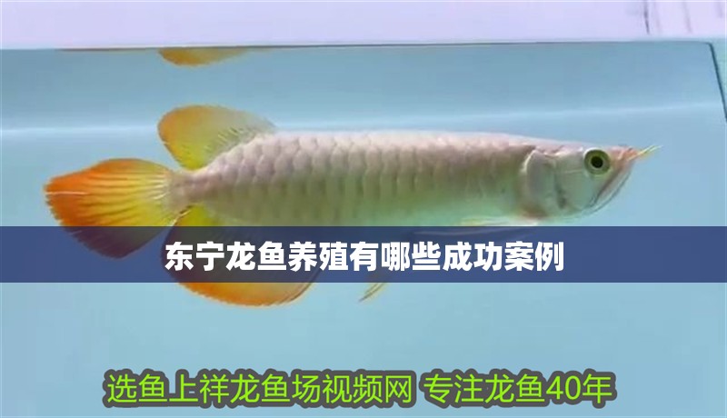 東寧龍魚養(yǎng)殖有哪些成功案例