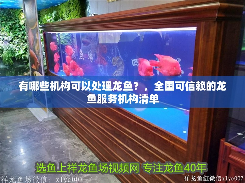 有哪些機(jī)構(gòu)可以處理龍魚？，全國可信賴的龍魚服務(wù)機(jī)構(gòu)清單