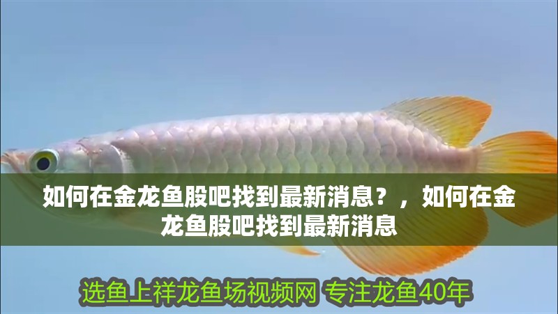 如何在金龍魚股吧找到最新消息？，如何在金龍魚股吧找到最新消息