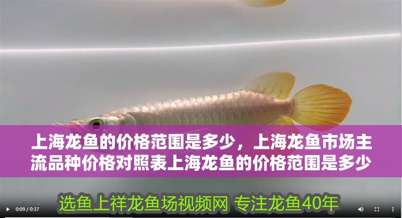 上海龍魚的價格范圍是多少，上海龍魚市場主流品種價格對照表上海龍魚的價格范圍是多少