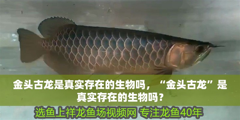 金頭古龍是真實存在的生物嗎，“金頭古龍”是真實存在的生物嗎？