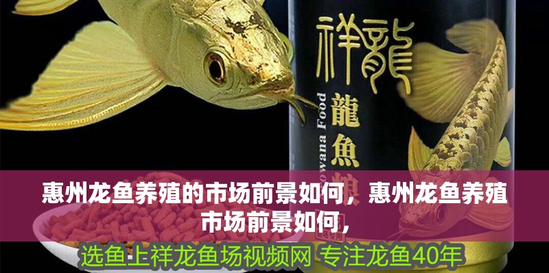 惠州龍魚養殖的市場前景如何，惠州龍魚養殖市場前景如何，