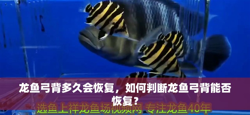 龍魚弓背多久會恢復(fù)，如何判斷龍魚弓背能否恢復(fù)？