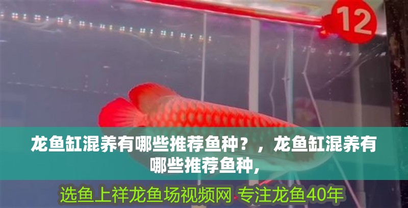 龍魚(yú)缸混養(yǎng)有哪些推薦魚(yú)種？，龍魚(yú)缸混養(yǎng)有哪些推薦魚(yú)種,