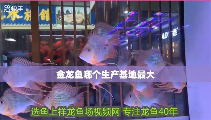 金龍魚哪個生產基地最大
