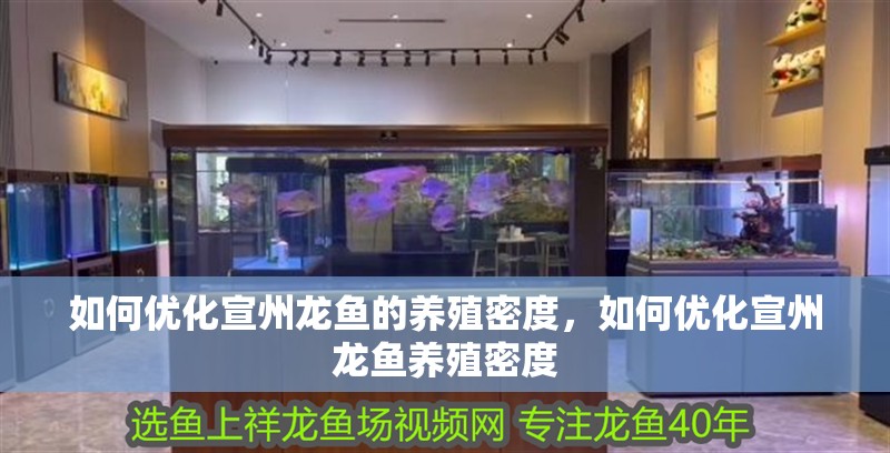 如何優化宣州龍魚的養殖密度，如何優化宣州龍魚養殖密度
