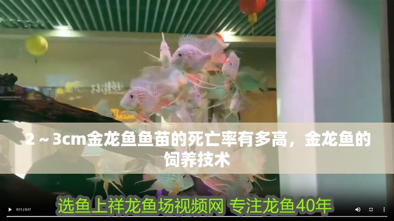 2～3cm金龍魚魚苗的死亡率有多高，金龍魚的飼養(yǎng)技術(shù)