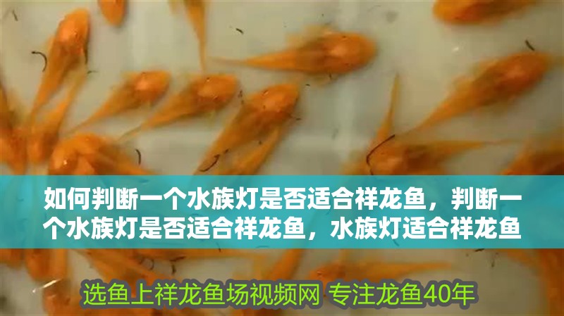 如何判斷一個水族燈是否適合祥龍魚，判斷一個水族燈是否適合祥龍魚，水族燈適合祥龍魚