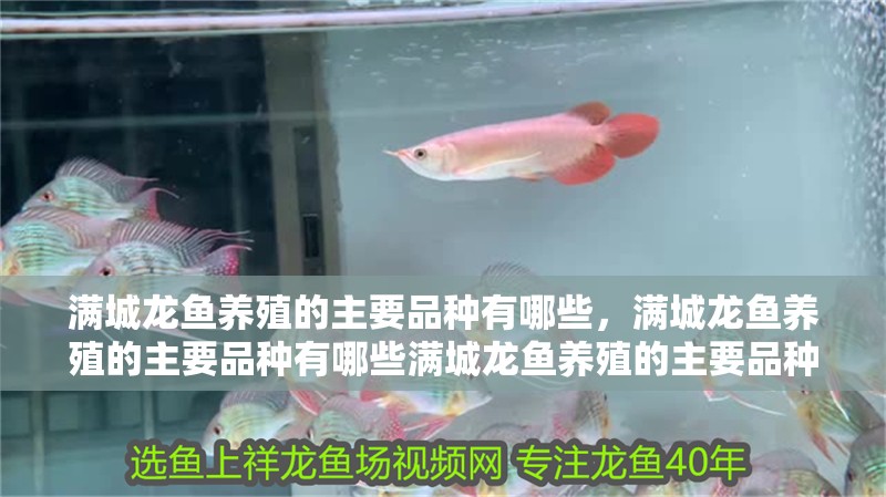 滿城龍魚養殖的主要品種有哪些，滿城龍魚養殖的主要品種有哪些滿城龍魚養殖的主要品種有哪些