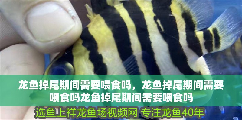 龍魚掉尾期間需要喂食嗎，龍魚掉尾期間需要喂食嗎龍魚掉尾期間需要喂食嗎