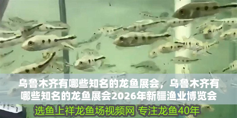 烏魯木齊有哪些知名的龍魚展會，烏魯木齊有哪些知名的龍魚展會2026年新疆漁業博覽會