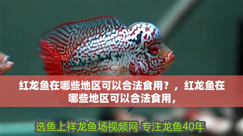 紅龍魚在哪些地區可以合法食用？，紅龍魚在哪些地區可以合法食用，