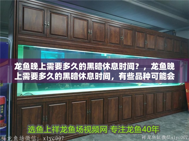 龍魚晚上需要多久的黑暗休息時間？，龍魚晚上需要多久的黑暗休息時間，有些品種可能會有不同的睡眠模式