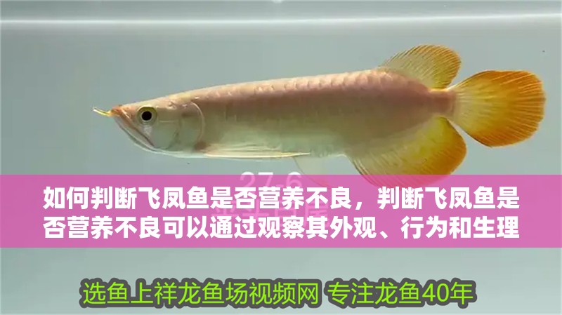 如何判斷飛鳳魚是否營養不良，判斷飛鳳魚是否營養不良可以通過觀察其外觀、行為和生理指標來進行檢查