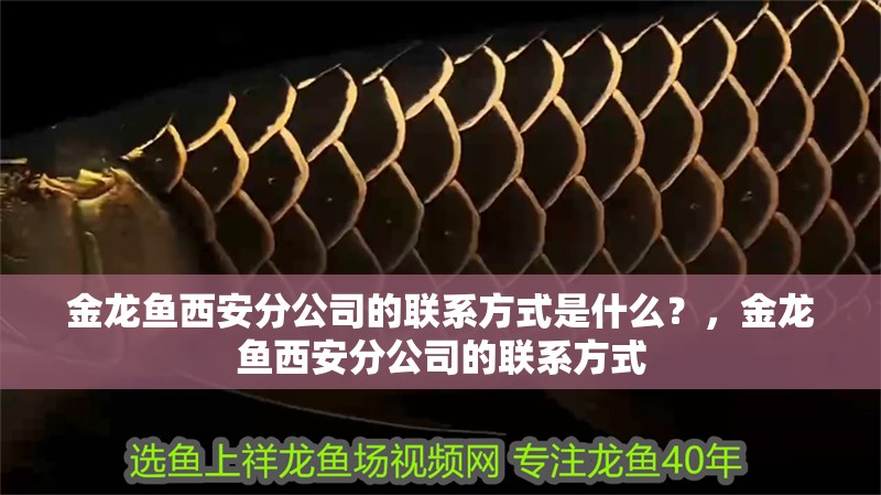 金龍魚西安分公司的聯(lián)系方式是什么？，金龍魚西安分公司的聯(lián)系方式