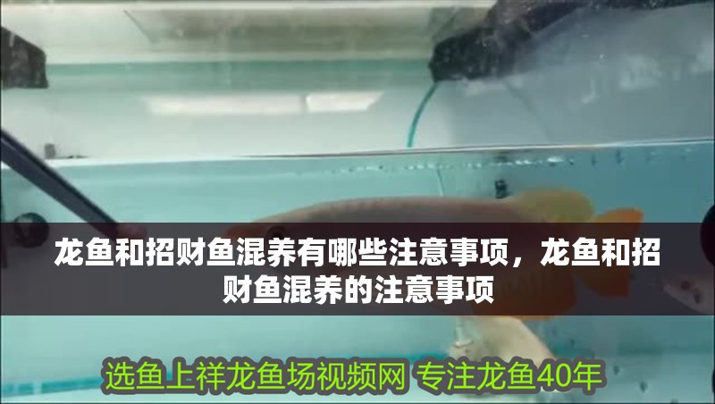 龍魚和招財魚混養有哪些注意事項，龍魚和招財魚混養的注意事項