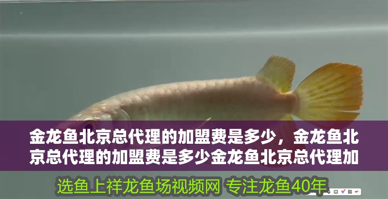 金龍魚北京總代理的加盟費是多少，金龍魚北京總代理的加盟費是多少金龍魚北京總代理加盟費是多少