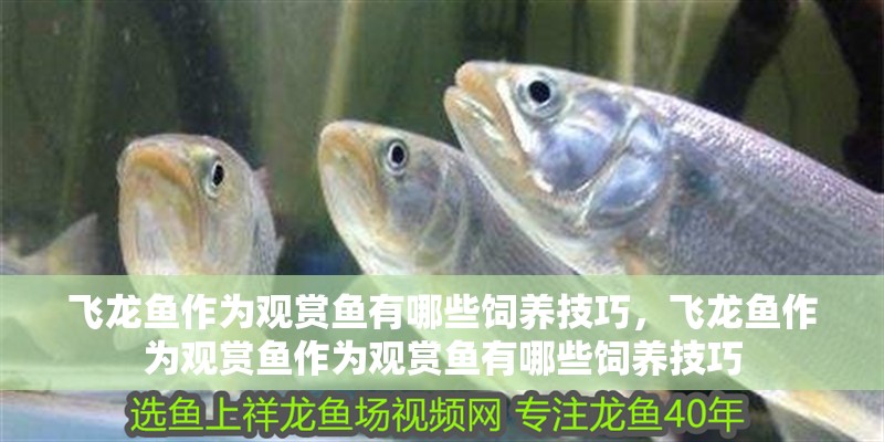 飛龍魚作為觀賞魚有哪些飼養(yǎng)技巧，飛龍魚作為觀賞魚作為觀賞魚有哪些飼養(yǎng)技巧