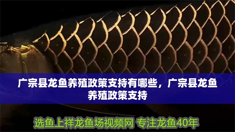 廣宗縣龍魚養(yǎng)殖政策支持有哪些，廣宗縣龍魚養(yǎng)殖政策支持