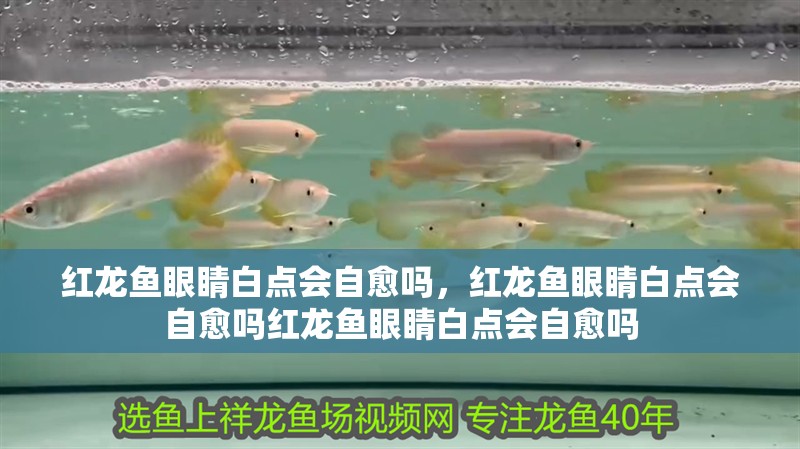紅龍魚眼睛白點會自愈嗎，紅龍魚眼睛白點會自愈嗎紅龍魚眼睛白點會自愈嗎