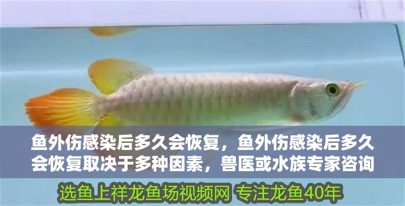 魚外傷感染后多久會恢復，魚外傷感染后多久會恢復取決于多種因素，獸醫或水族專家咨詢