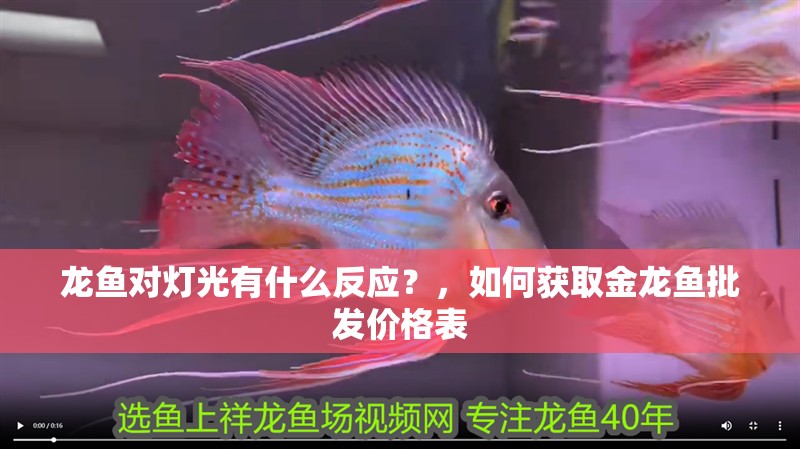 龍魚對燈光有什么反應？，如何獲取金龍魚批發價格表
