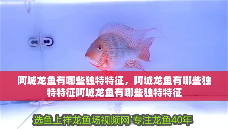 阿城龍魚有哪些獨特特征，阿城龍魚有哪些獨特特征阿城龍魚有哪些獨特特征