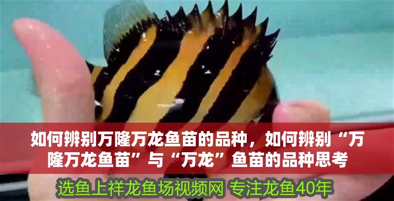 如何辨別萬隆萬龍魚苗的品種，如何辨別“萬隆萬龍魚苗”與“萬龍”魚苗的品種思考