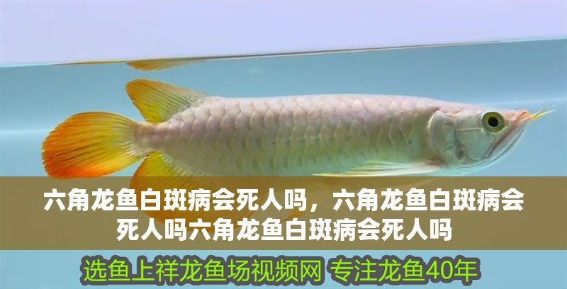 六角龍魚白斑病會死人嗎，六角龍魚白斑病會死人嗎六角龍魚白斑病會死人嗎