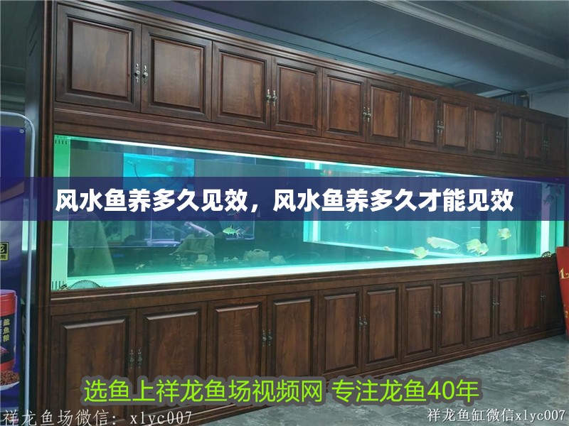 風水魚養多久見效，風水魚養多久才能見效