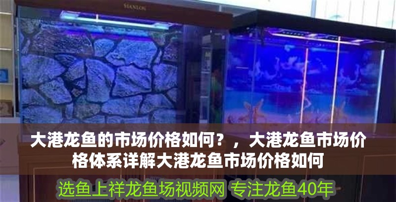 大港龍魚的市場(chǎng)價(jià)格如何？，大港龍魚市場(chǎng)價(jià)格體系詳解大港龍魚市場(chǎng)價(jià)格如何