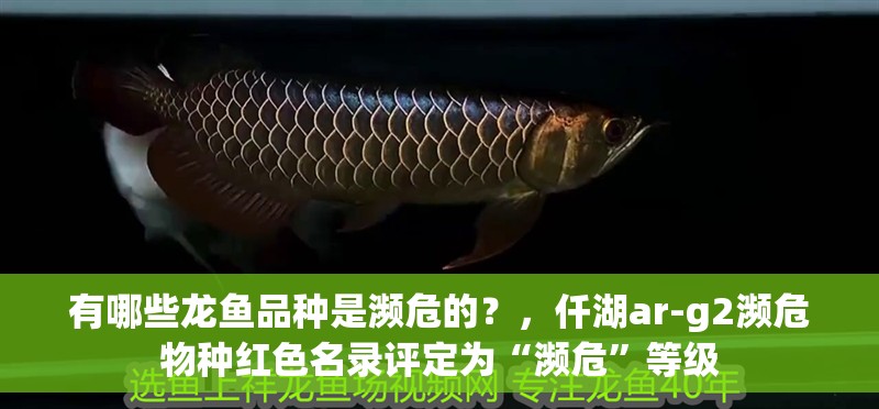 有哪些龍魚品種是瀕危的？，仟湖ar-g2瀕危物種紅色名錄評定為“瀕危”等級