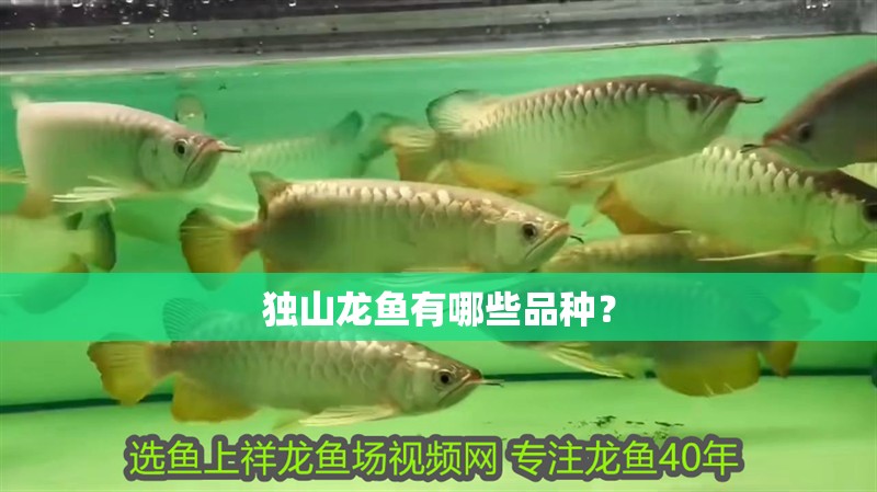 獨山龍魚有哪些品種？