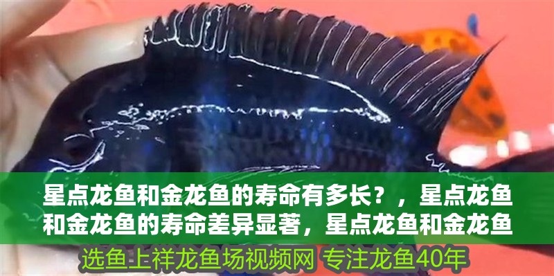 星點龍魚和金龍魚的壽命有多長？，星點龍魚和金龍魚的壽命差異顯著，星點龍魚和金龍魚的壽命差異大