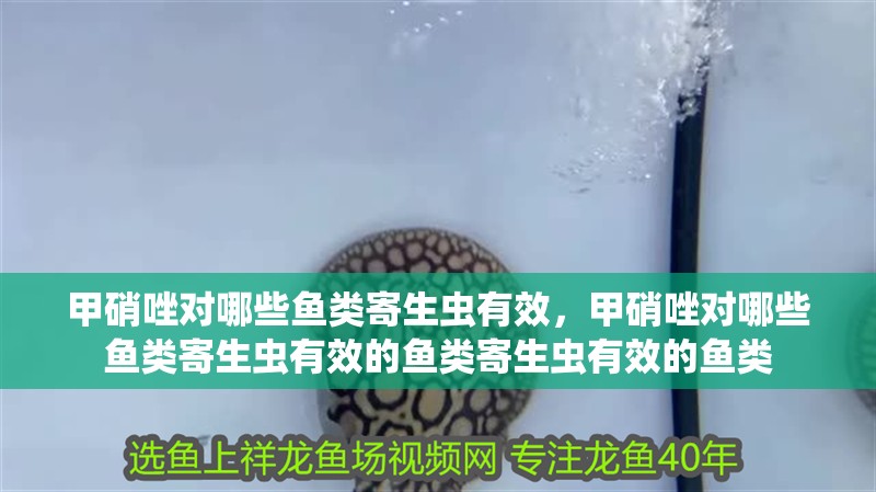 甲硝唑對哪些魚類寄生蟲有效，甲硝唑對哪些魚類寄生蟲有效的魚類寄生蟲有效的魚類