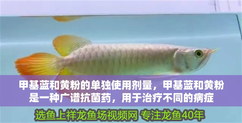 甲基藍和黃粉的單獨使用劑量，甲基藍和黃粉是一種廣譜抗菌藥，用于治療不同的病癥