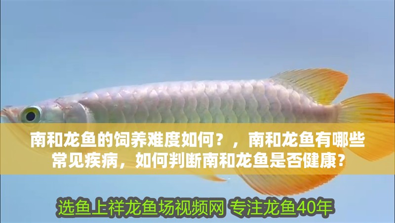 南和龍魚的飼養難度如何？，南和龍魚有哪些常見疾病，如何判斷南和龍魚是否健康？