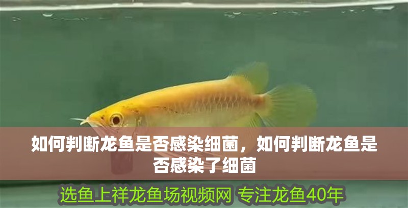 如何判斷龍魚是否感染細菌，如何判斷龍魚是否感染了細菌