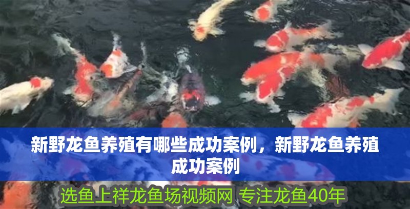 新野龍魚養殖有哪些成功案例，新野龍魚養殖成功案例