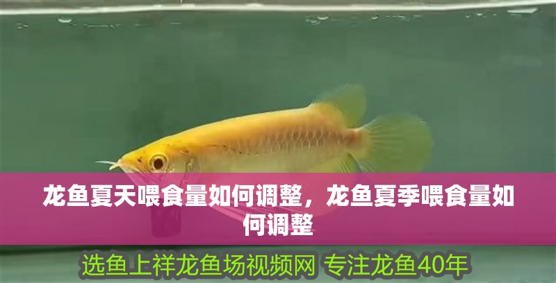龍魚夏天喂食量如何調整，龍魚夏季喂食量如何調整