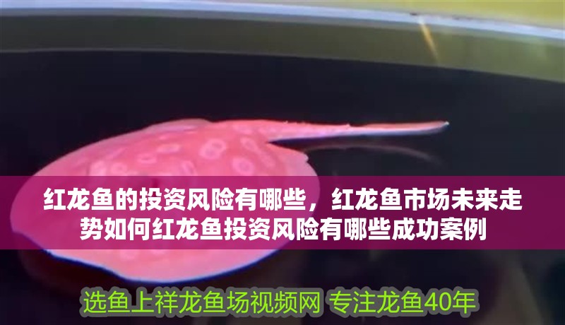 紅龍魚的投資風險有哪些，紅龍魚市場未來走勢如何紅龍魚投資風險有哪些成功案例