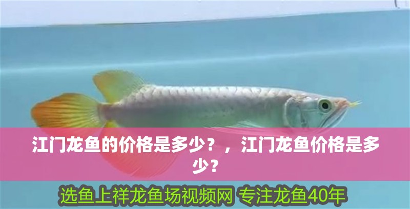 江門龍魚的價格是多少？，江門龍魚價格是多少？