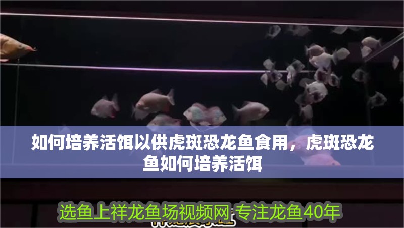 如何培養活餌以供虎斑恐龍魚食用，虎斑恐龍魚如何培養活餌