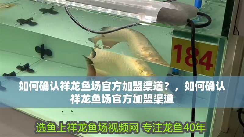 如何確認祥龍魚場官方加盟渠道？，如何確認祥龍魚場官方加盟渠道