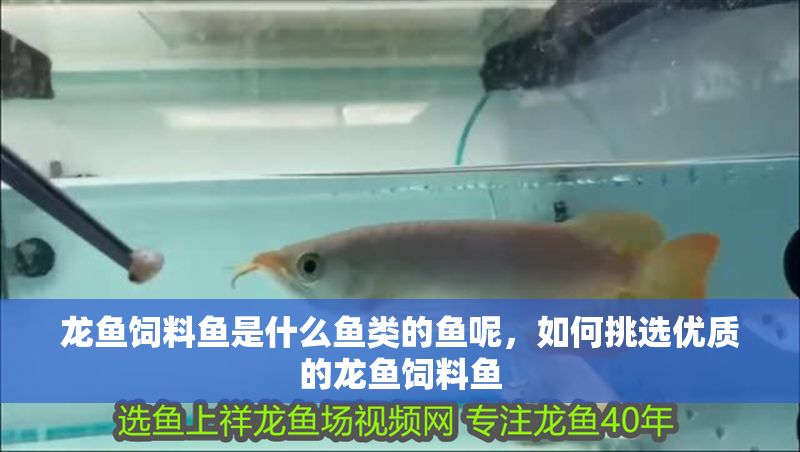 龍魚飼料魚是什么魚類的魚呢，如何挑選優質的龍魚飼料魚
