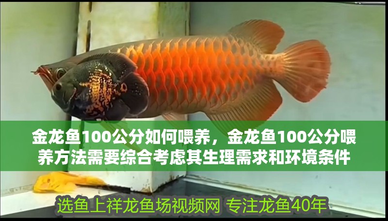 金龍魚100公分如何喂養(yǎng)，金龍魚100公分喂養(yǎng)方法需要綜合考慮其生理需求和環(huán)境條件
